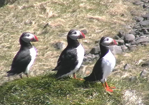 Puffins_Grabbed Frame 23.jpg